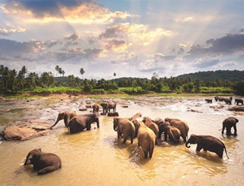 Pinnawala Elephant Orphanage